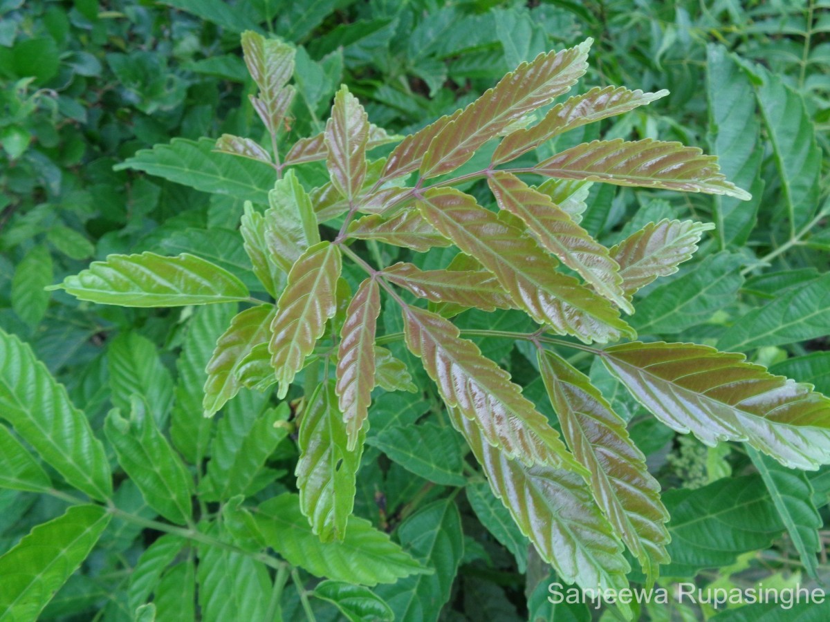 Leea indica (Burm.f.) Merr.